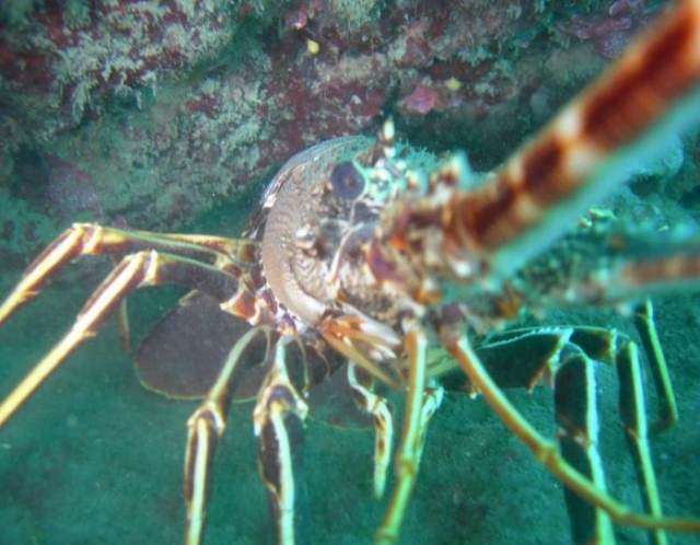 Europlongée Gruissan